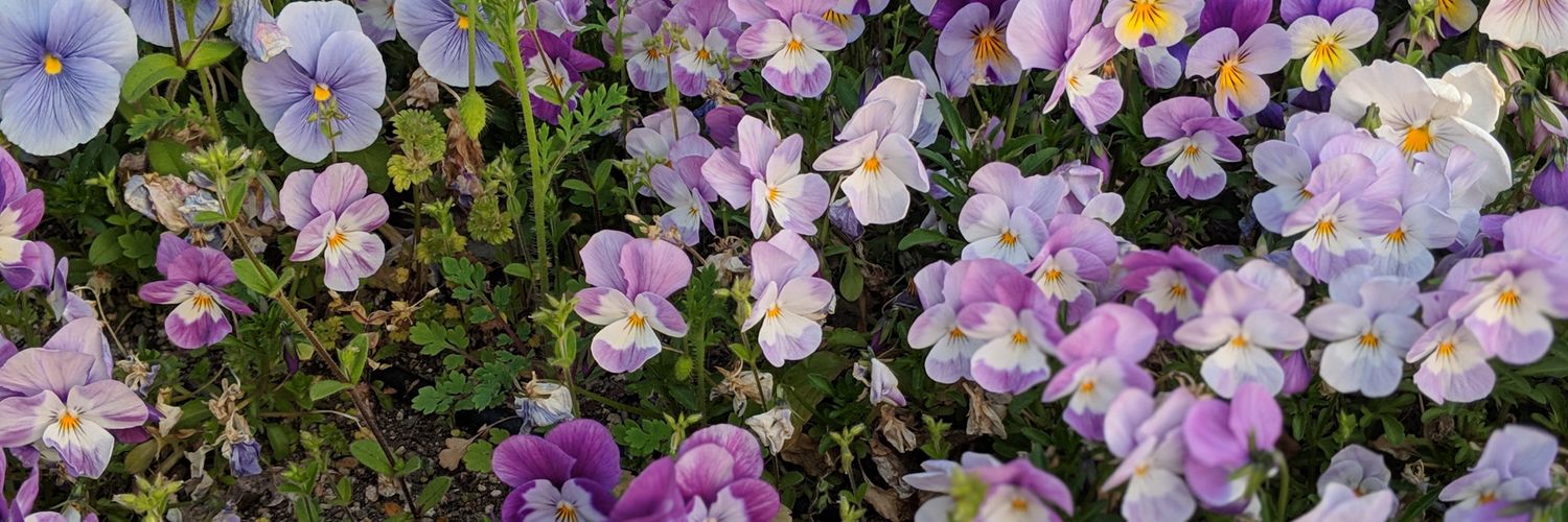 ThisFineShrub's profile banner image
