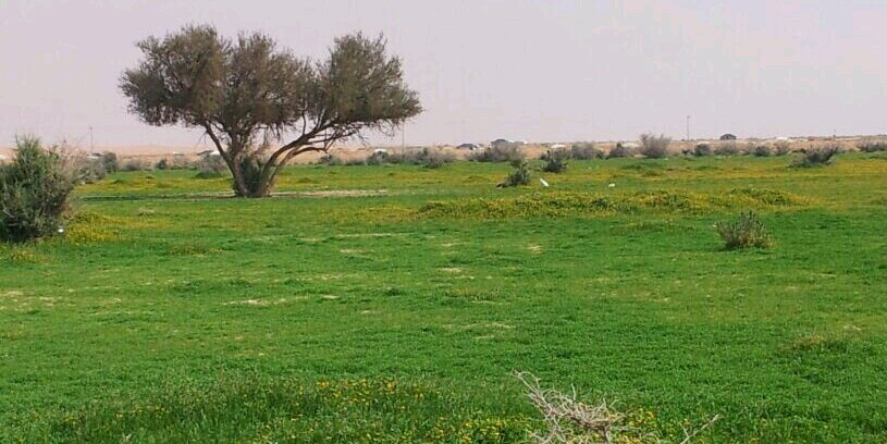 ماجد الصبيحي banner