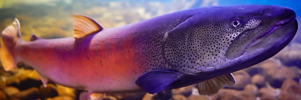 onneyu_aqua Profile Banner