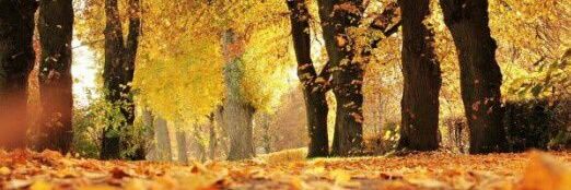 Yusmelis_G's profile banner image