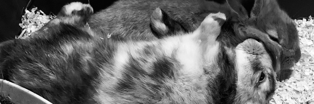 cookie23xx's profile banner image