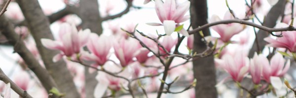 steviki Profile Banner