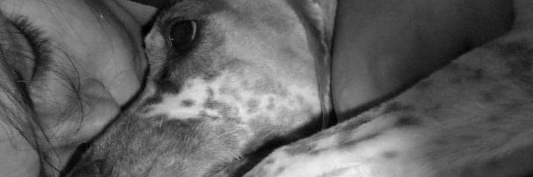 PachiBlanco's profile banner image