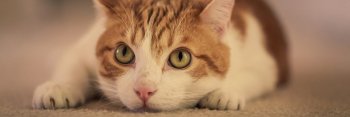 savingpurrs's profile banner image
