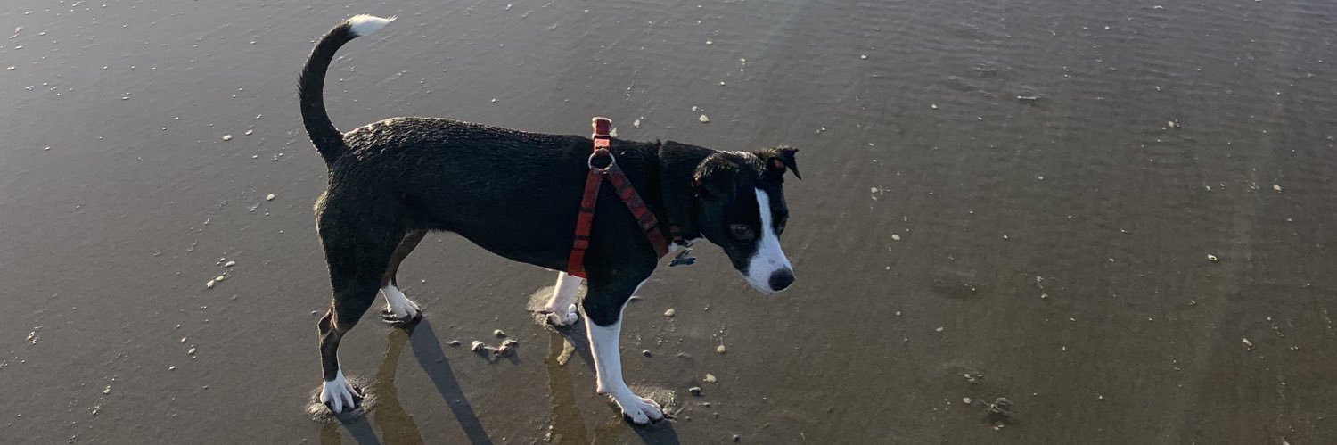 Collie McKellipops banner