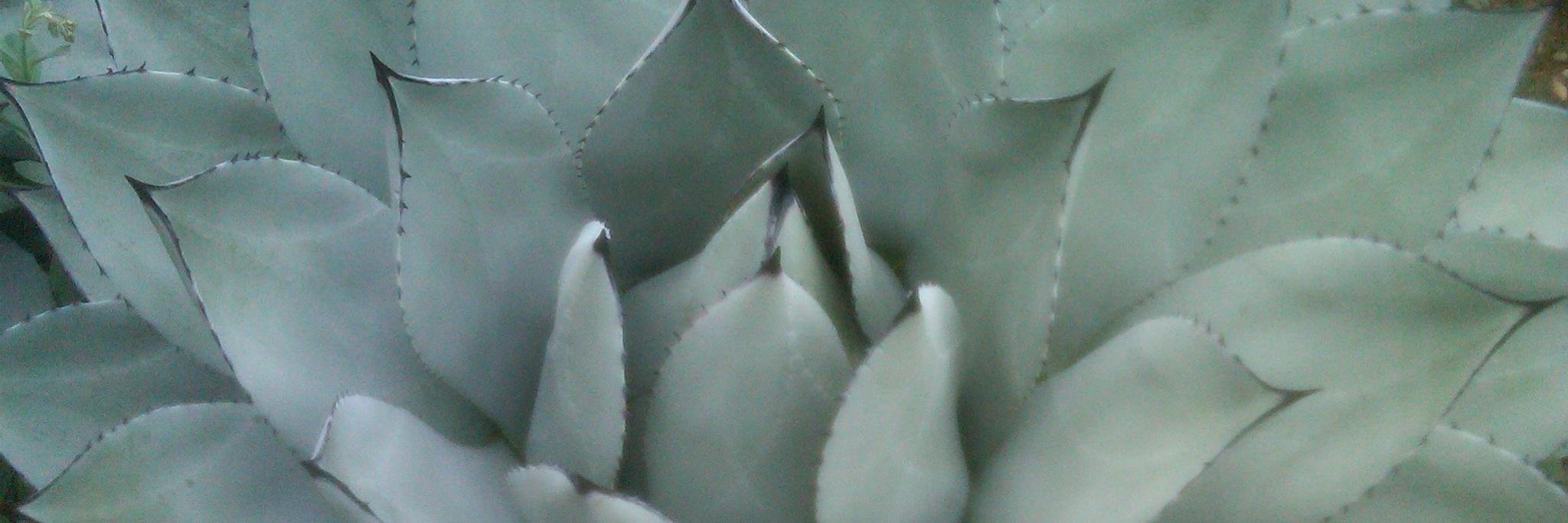 Michelle Ricker, RD banner