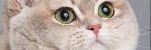 SirCoro's profile banner image