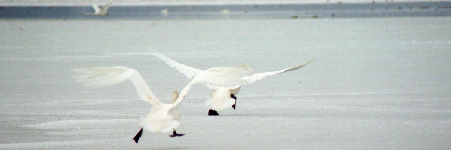 孤独猫（消息不明） banner