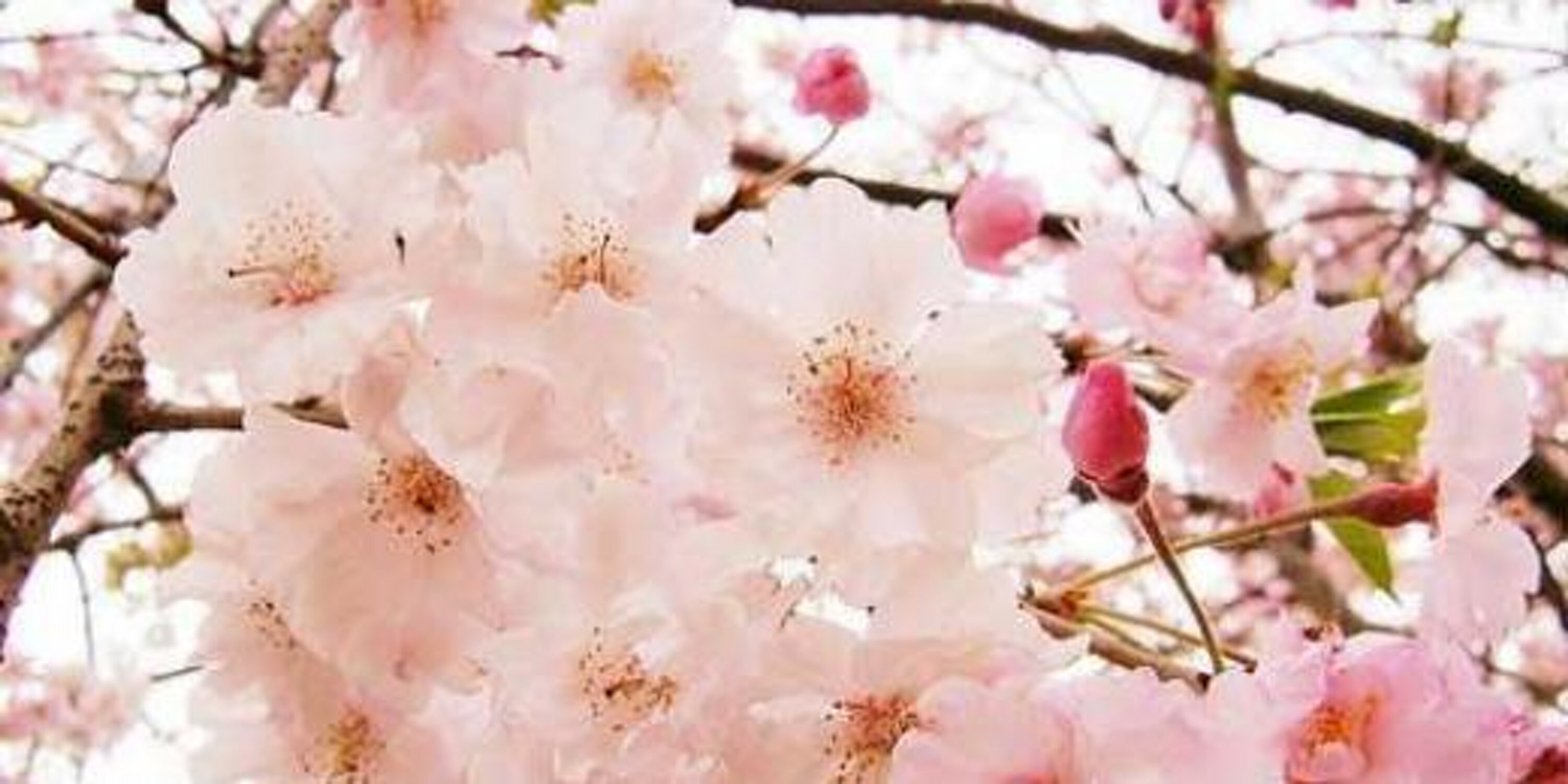 Meirashiemei's profile banner image