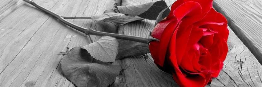 thyyamutiara's profile banner image