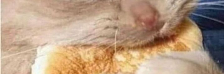 YAABAADABAADOOO's profile banner image