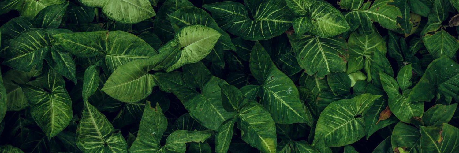 lemuelgoncalves's profile banner image