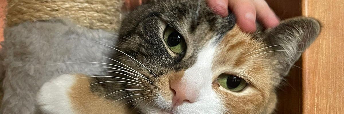 inezvaneck's profile banner image