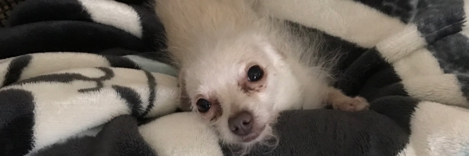 BA Angel ⚾️🏈🏀🥊🎾 banner