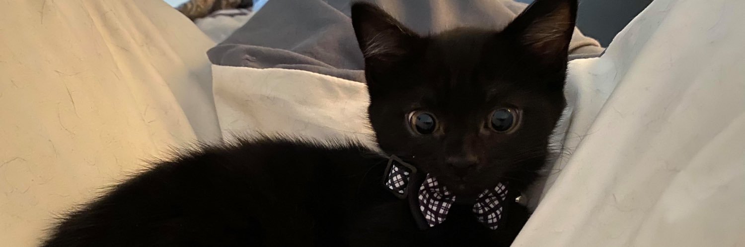 bigeasykittens's profile banner image
