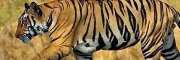 alMaha__7's profile banner image