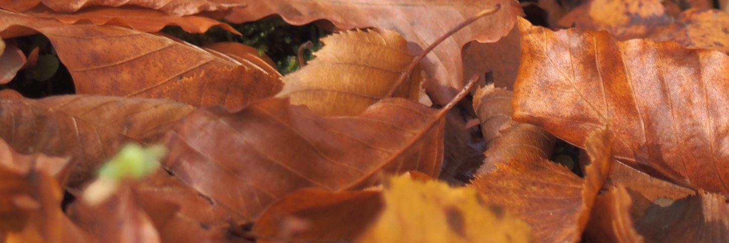 MHKaraarslan's profile banner image