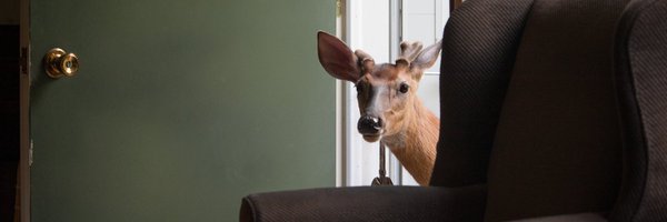 Myrddn Profile Banner