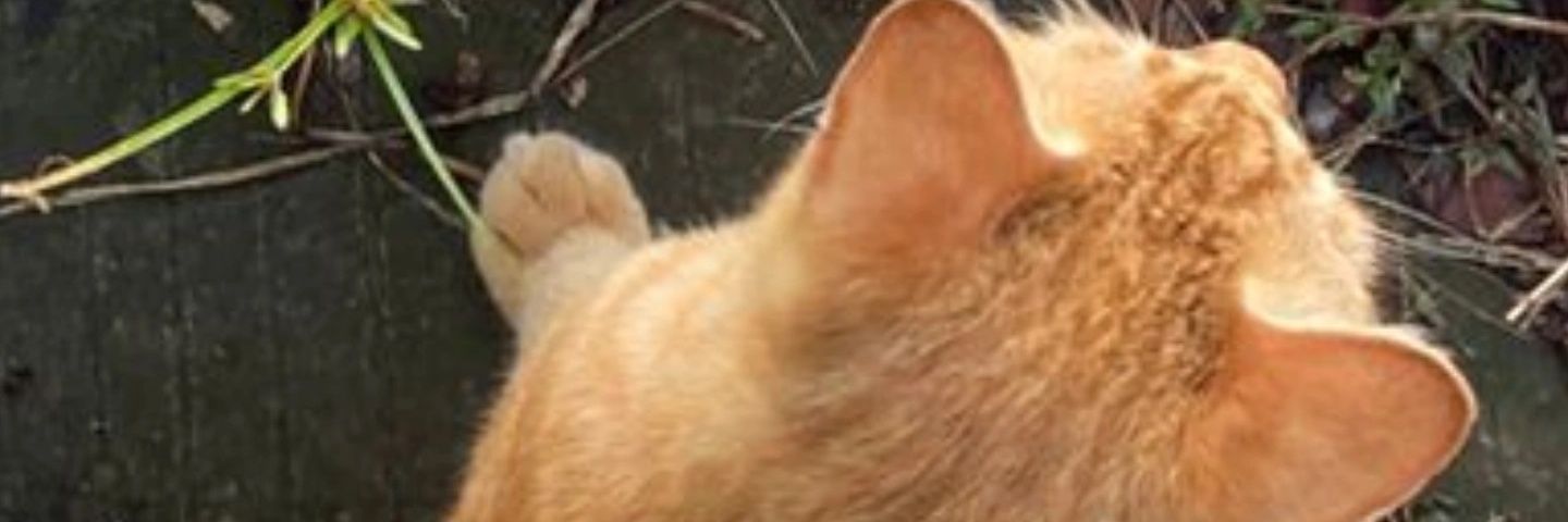 lu5iwd's profile banner image