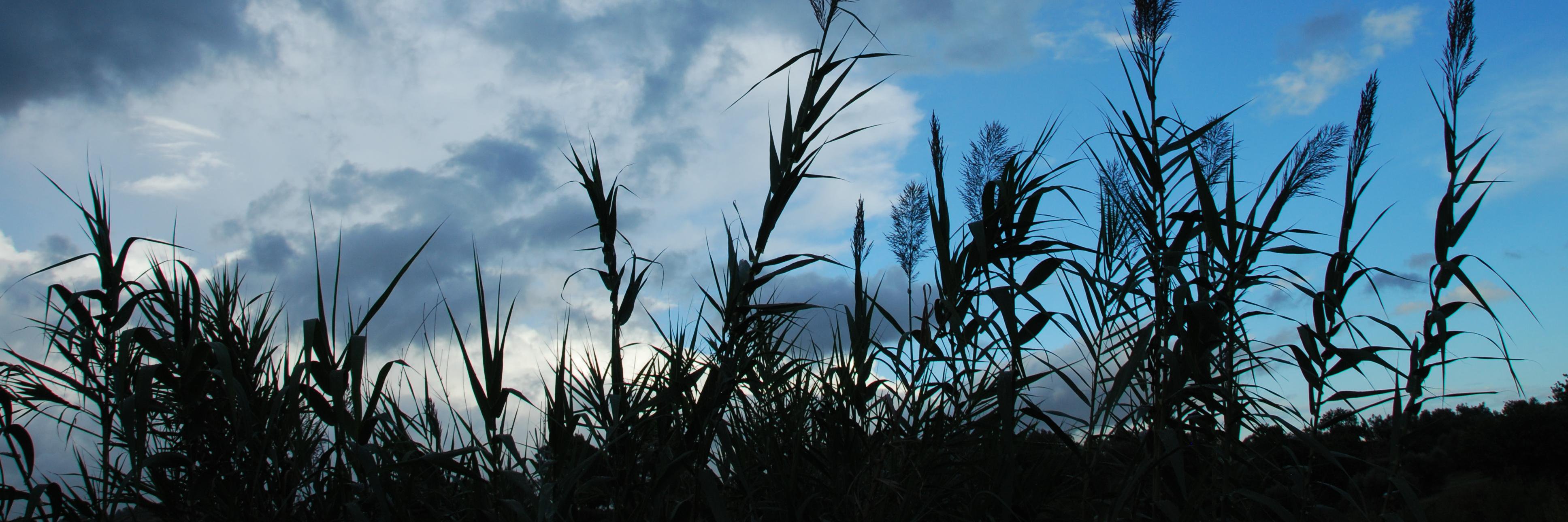 MNathanella's profile banner image
