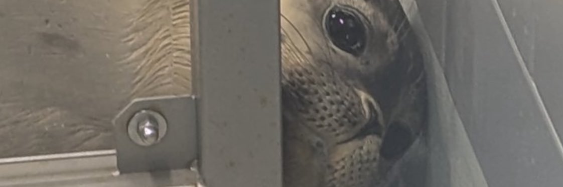mirry banner