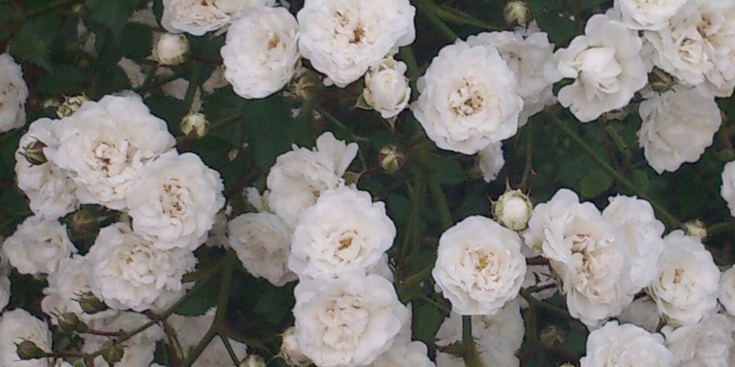 mikotoaua's profile banner image