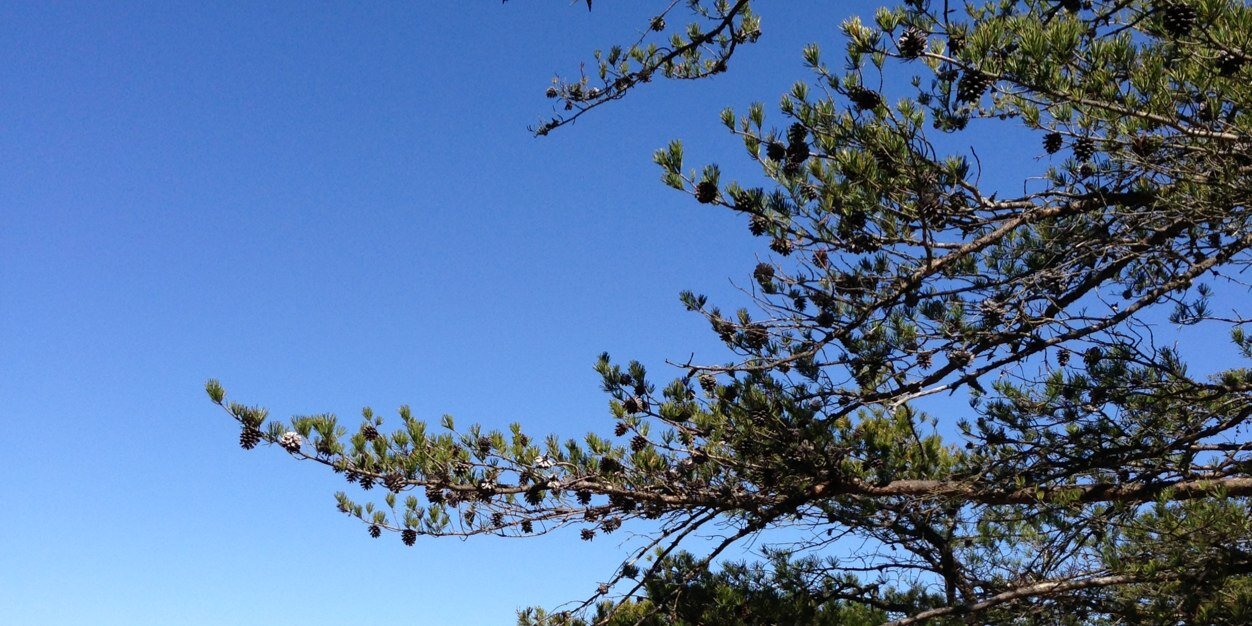 Clifford Robinson banner