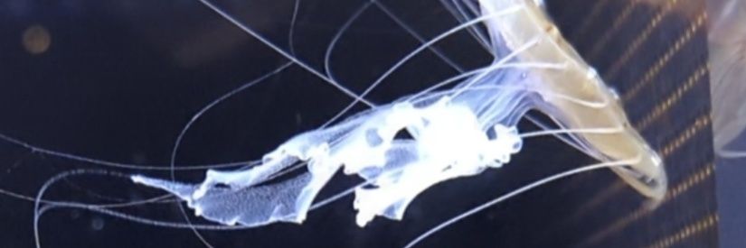 shigaku's profile banner image
