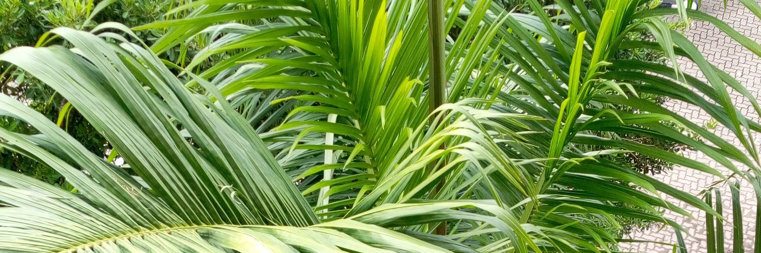 Jm_Mainah's profile banner image