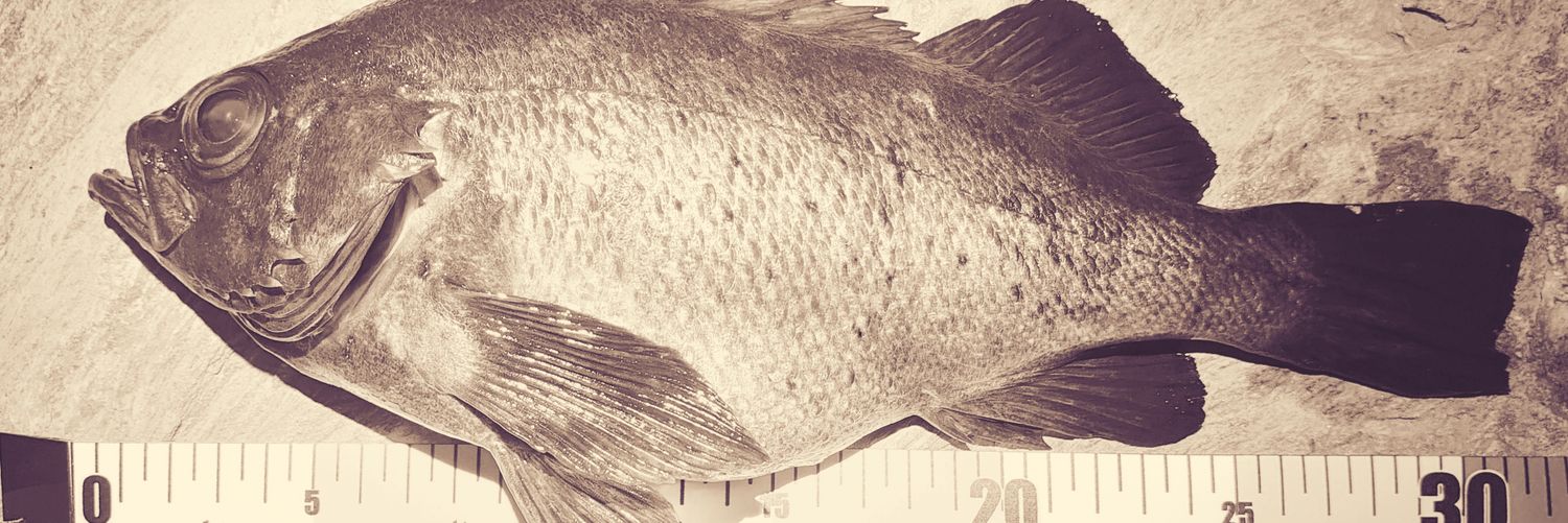 abelanche0313's profile banner image