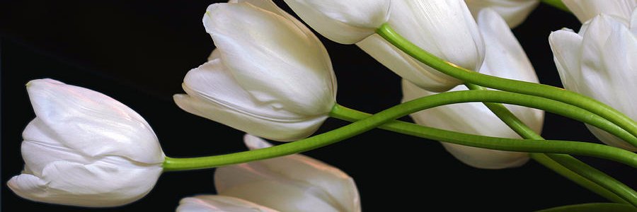 GiuliaSpinato's profile banner image