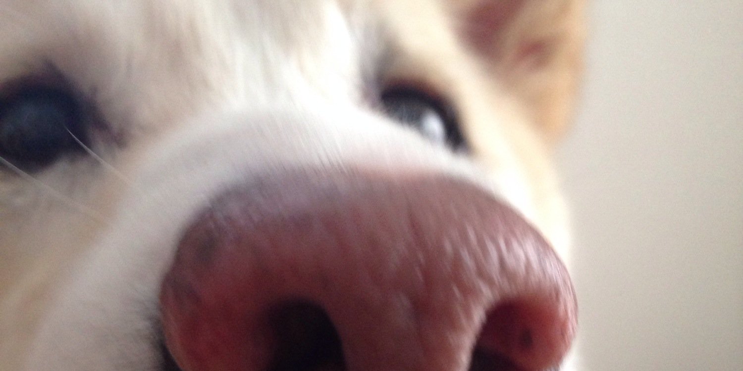 waaalnut9's profile banner image