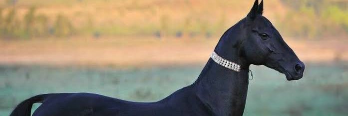 chnsvms's profile banner image