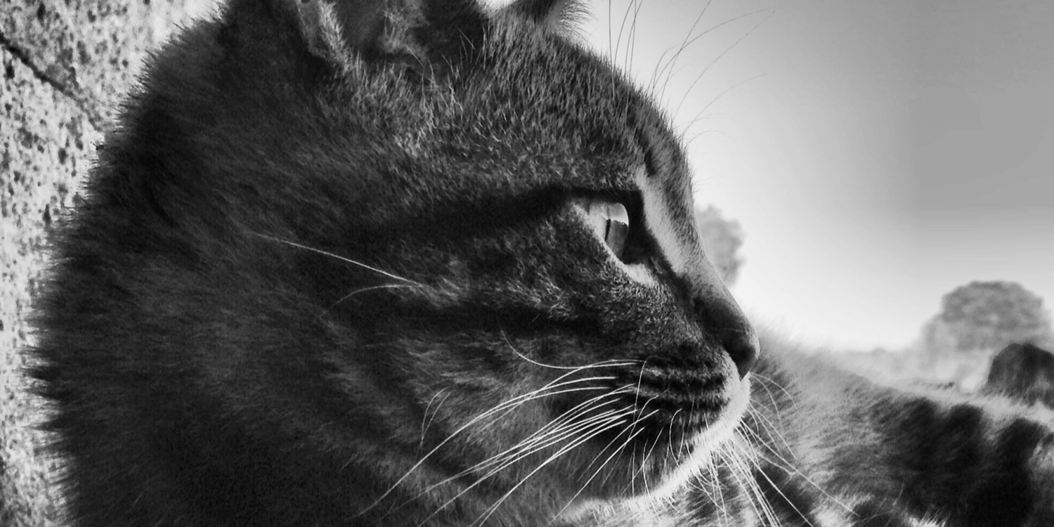charri_01's profile banner image