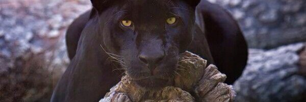 MsAkuns Profile Banner