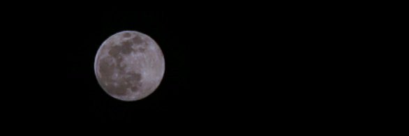 gogorellaa's profile banner image