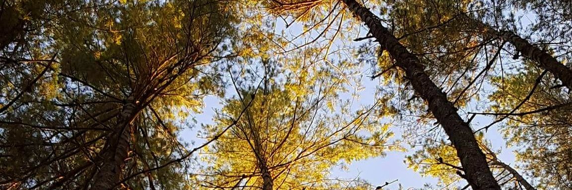 David Stevens banner