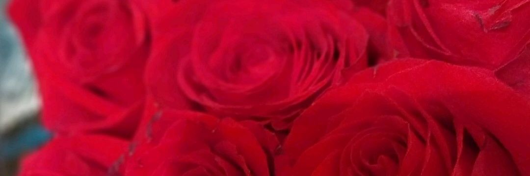 flor_bracho's profile banner image