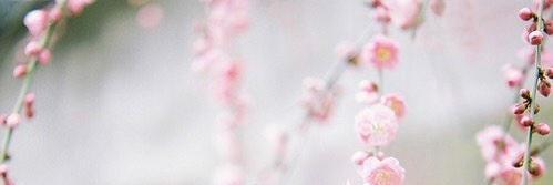 abeer552's profile banner image