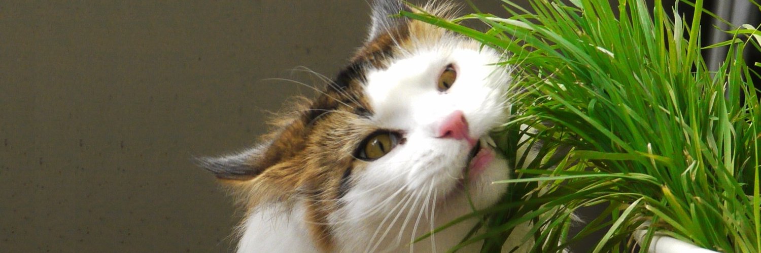 croconow_'s profile banner image