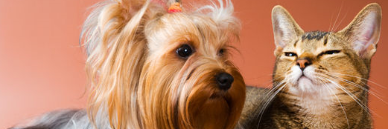 ParkViewAnimal's profile banner image