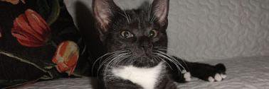 Ingela banner