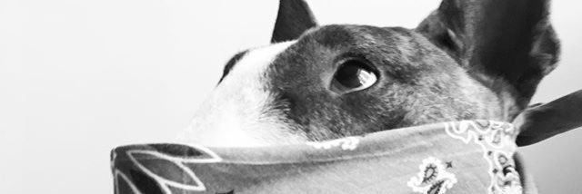 augusta banner
