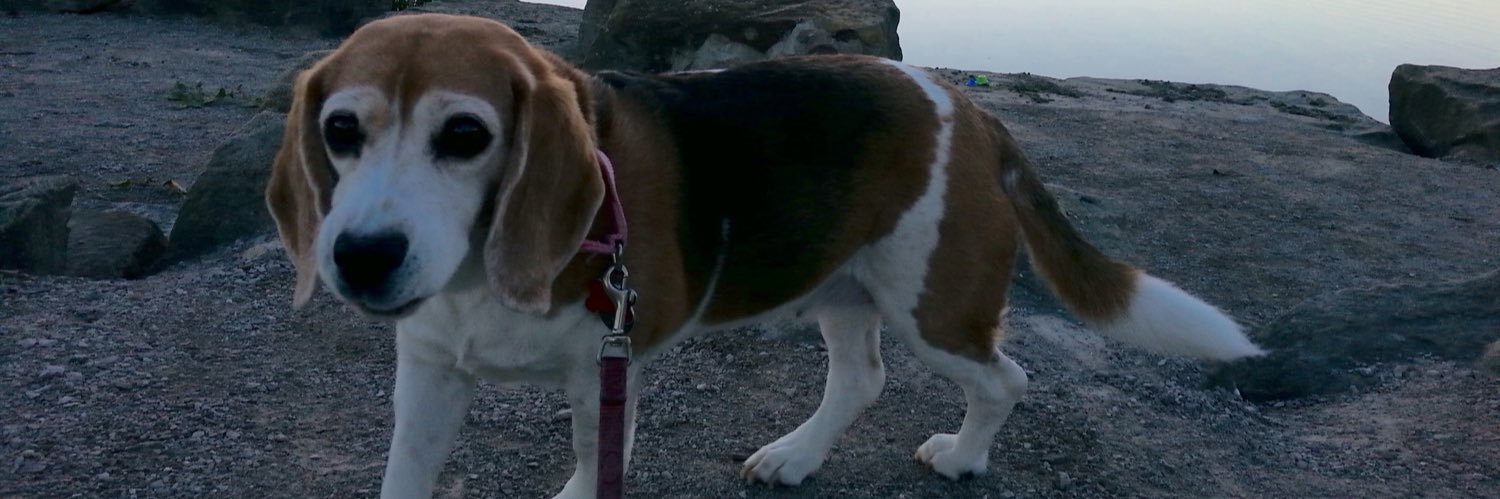 Marcie 🌈 RIP Bonzi our pal🌈 Marigold,Spott,Reme banner