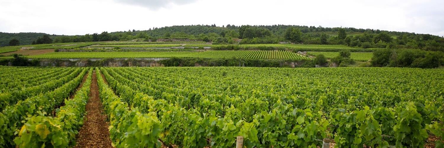 WineScoutJAS's profile banner image