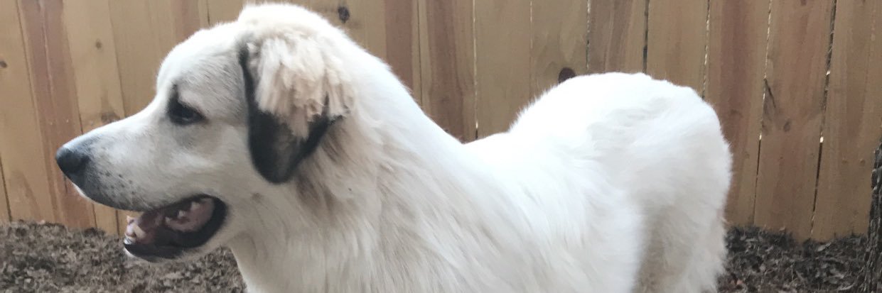 Dalton_Chad's profile banner image