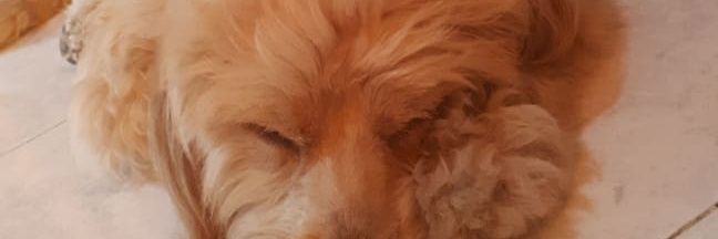 RubenDavidRente's profile banner image