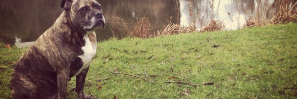 bealolufc Profile Banner