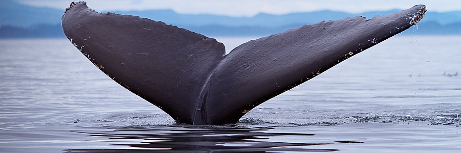 Ocean_Lasse's profile banner image