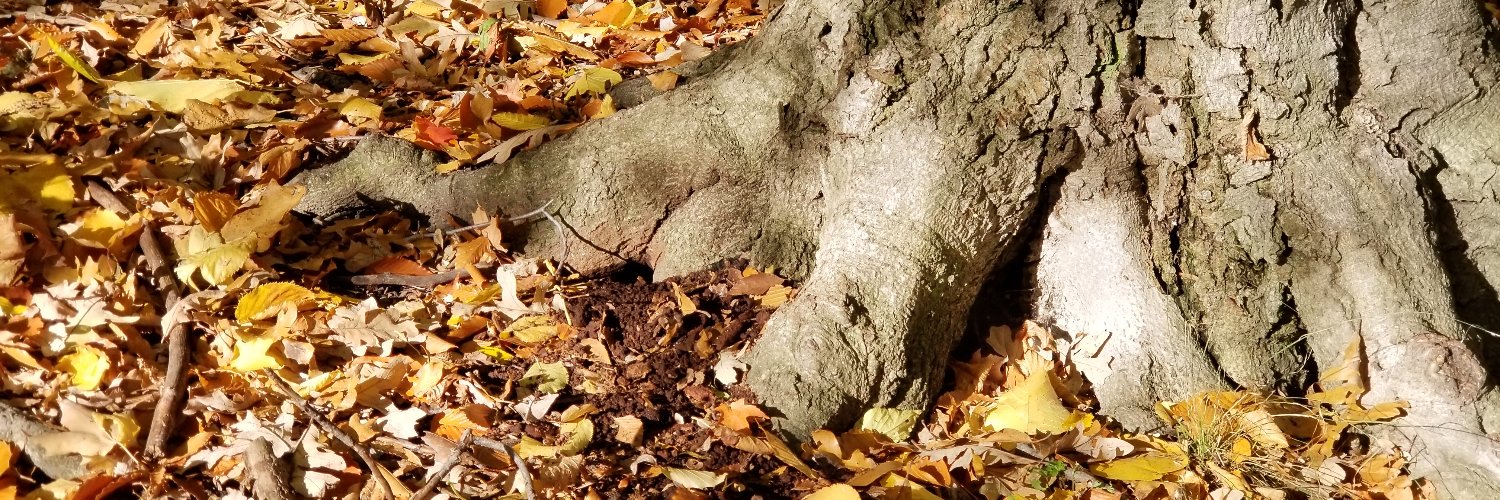 Colleen Zacharias banner